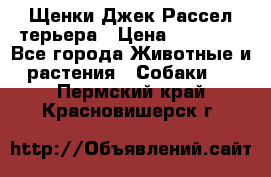 Щенки Джек Рассел терьера › Цена ­ 20 000 - Все города Животные и растения » Собаки   . Пермский край,Красновишерск г.